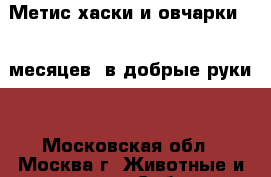 Метис хаски и овчарки (10 месяцев) в добрые руки. - Московская обл., Москва г. Животные и растения » Собаки   . Московская обл.,Москва г.